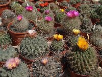 Thelocactus mix collection JL